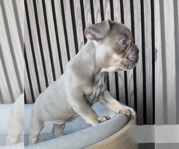Medium Photo #7 French Bulldog Puppy For Sale in SARASOTA, FL, USA