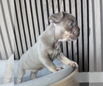 Small #6 French Bulldog
