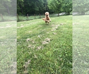 Father of the Golden Retriever puppies born on 05/03/2023