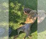 Small Photo #5 American Pit Bull Terrier Puppy For Sale in MIDWAY, UT, USA