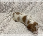 Small Photo #3 Brittany Puppy For Sale in ORRUM, NC, USA