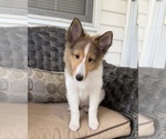 Puppy Shaq Shetland Sheepdog