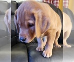 Small Photo #84 Labrador Retriever Puppy For Sale in BUFFALO, NY, USA