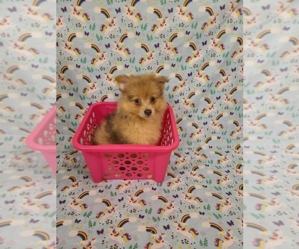 Medium Photo #2 Pomeranian Puppy For Sale in CLARKSVILLE, TN, USA