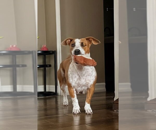 Medium Photo #9 Mutt Puppy For Sale in San Diego, CA, USA