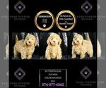 Small Photo #120 Goldendoodle (Miniature) Puppy For Sale in WARSAW, IN, USA