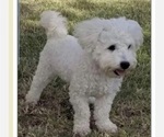Small Photo #8 Bichon Frise Puppy For Sale in JURUPA VALLEY, CA, USA