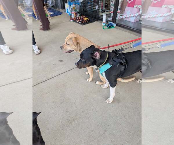 Medium Photo #3 Mutt Puppy For Sale in Holly Springs, NC, USA