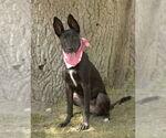Small #1 Labrador Retriever Mix