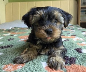 Yorkshire Terrier Litter for sale in RHOADESVILLE, VA, USA