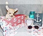 Puppy Paco Chihuahua