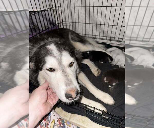 Medium Photo #4 Alaskan Malamute Puppy For Sale in Aurora, IN, USA