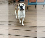 Small #6 Mutt