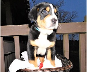 Greater Swiss Mountain Dog Puppy for sale in CLINTON, AR, USA