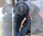 Puppy Blueberry Labrador Retriever