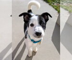 Small #3 Collie Mix