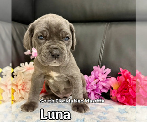 Neapolitan Mastiff Puppy for sale in MIAMI, FL, USA