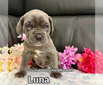 Image preview for Ad Listing. Nickname: Luna