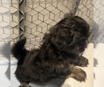 Small Photo #10 Shih Tzu Puppy For Sale in ROSEVILLE, OH, USA