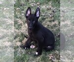 Small Photo #17 German Shepherd Dog Puppy For Sale in OSTRANDER, OH, USA
