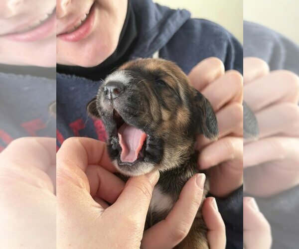 Medium Photo #3 Beagle-Unknown Mix Puppy For Sale in New York, NY, USA