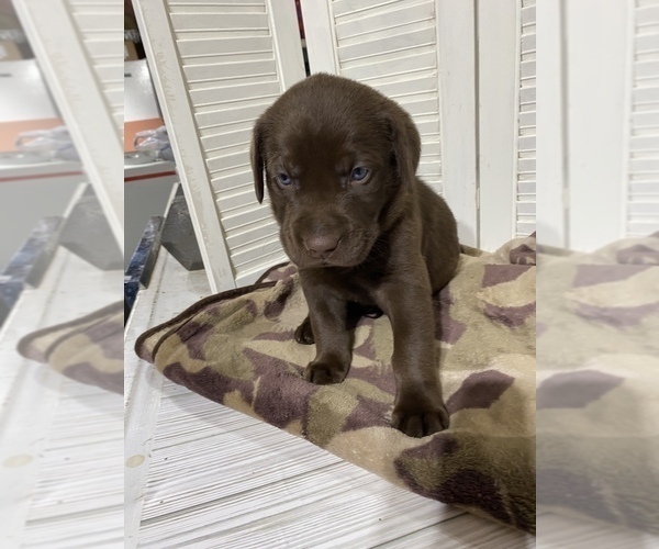 Medium Photo #4 Labrador Retriever Puppy For Sale in MADISON, NC, USA