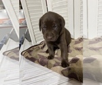 Small Photo #4 Labrador Retriever Puppy For Sale in MADISON, NC, USA