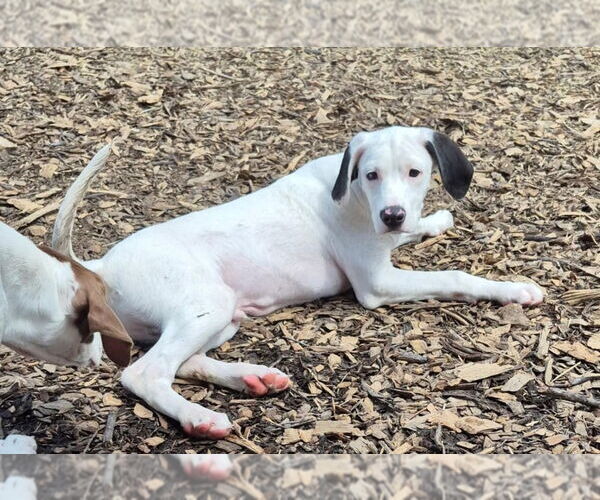 Medium Photo #10 English Springer Spaniel-Unknown Mix Puppy For Sale in Aurora, IN, USA
