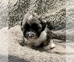 Small Photo #15 Zuchon Puppy For Sale in RENO, NV, USA
