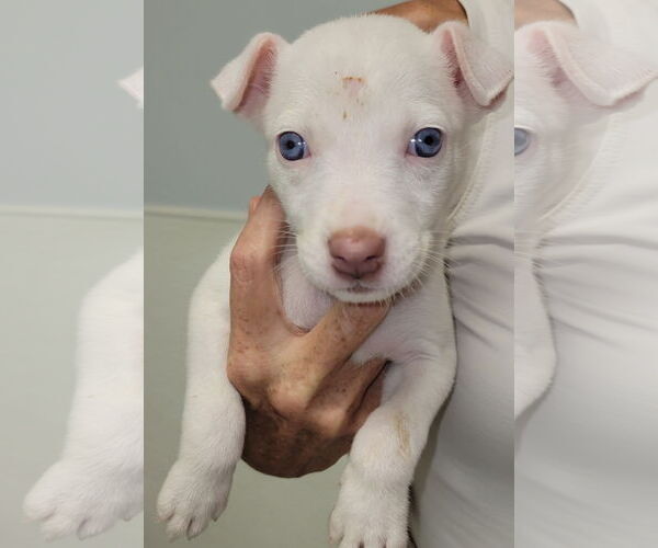 Medium Photo #7 Sheprador Puppy For Sale in Spring, TX, USA