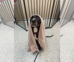 Small #5 American Staffordshire Terrier-Labrador Retriever Mix