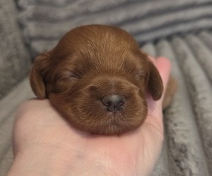 Medium Golden Retriever-Poodle (Toy) Mix