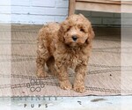 Small #1 Goldendoodle (Miniature)