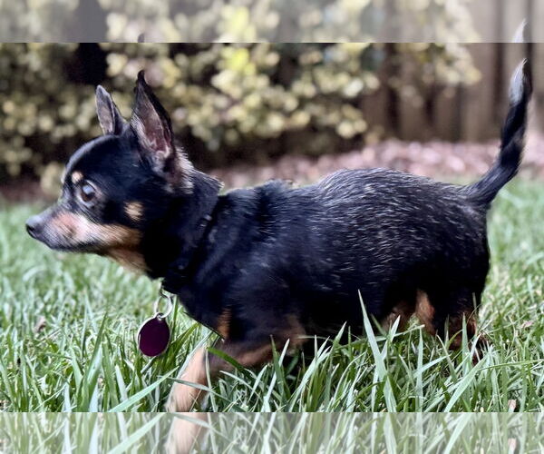 Medium Photo #3 Chihuahua Puppy For Sale in Cary, NC, USA
