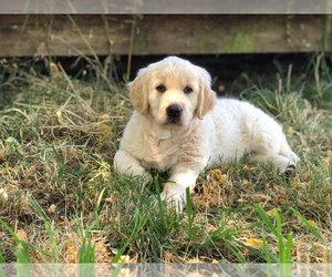 English Cream Golden Retriever Puppy for sale in JUNCTION CITY, OR, USA