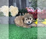 Small #7 Havanese