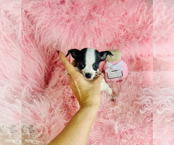 Medium Photo #29 Chihuahua Puppy For Sale in TAMPA, FL, USA