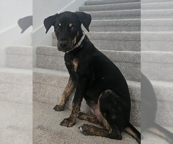 Medium Photo #1 Rottweiler-Unknown Mix Puppy For Sale in Houston, TX, USA