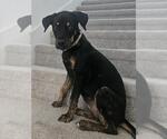 DAPHNE - Female Rottweiler-Unknown Mix Dog for Adoption - Small photo