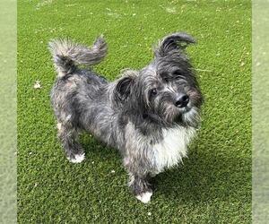 Miniature Schnauzer-Unknown Mix Dogs for adoption in Toronto, Ontario, Canada