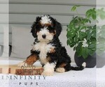 Small #2 Bernedoodle (Miniature)