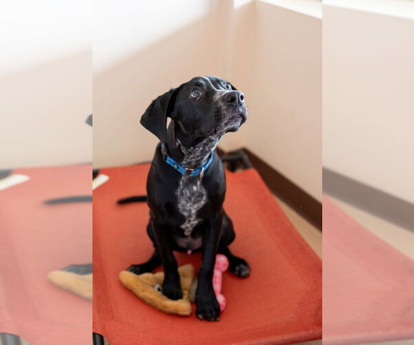 Medium Photo #15 Pointer-Unknown Mix Puppy For Sale in Mundelein, IL, USA