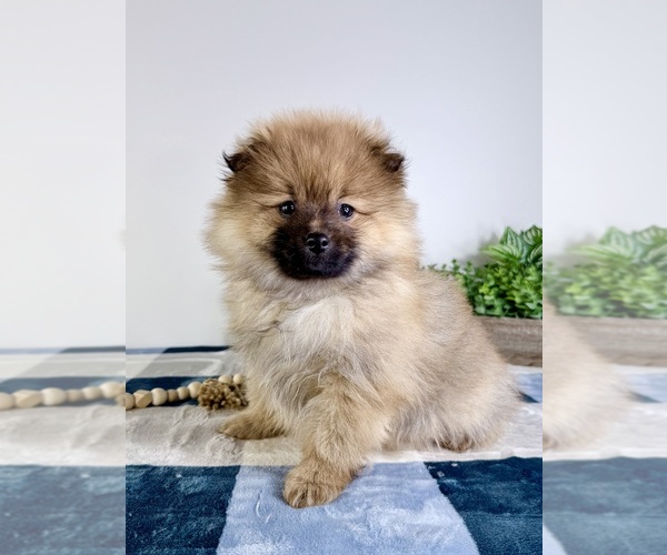 Medium Photo #4 Pomeranian Puppy For Sale in GREENFIELD, IN, USA