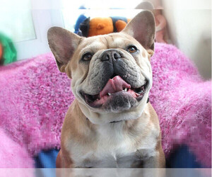 Father of the French Bulldog puppies born on 12/15/2022