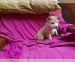 Small Shiba Inu