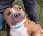 Small #1 American Pit Bull Terrier Mix