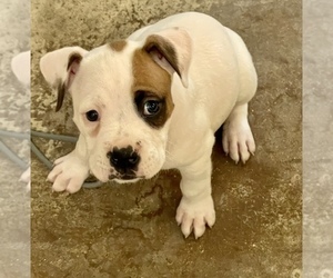 Boxer Puppy for Sale in AUSTIN, Texas USA