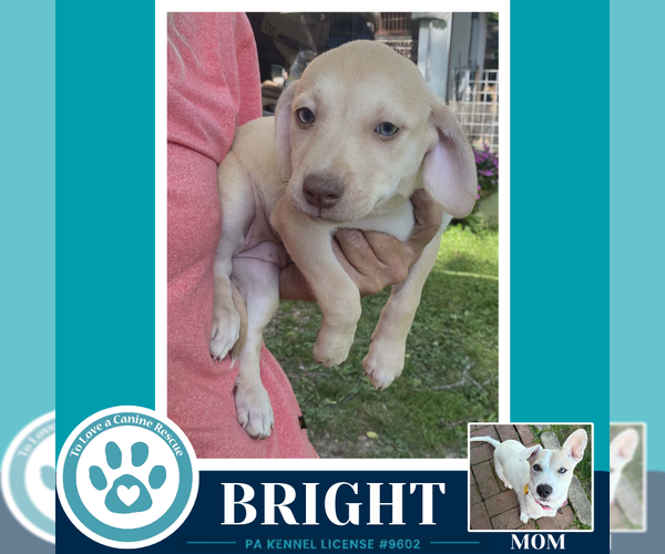 Medium Photo #2 Labrador Retriever-Unknown Mix Puppy For Sale in Kimberton, PA, USA