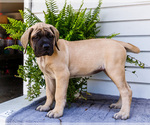 Small #2 Mastiff