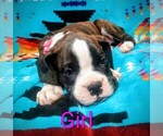 Small #4 Boxer